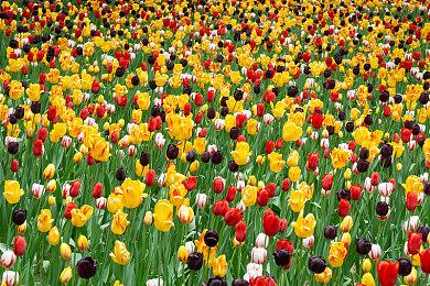 2024年电竞世界杯闭幕 沙特战队Team Falcons获得总冠军